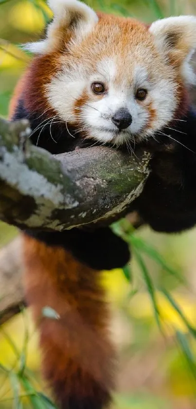 Red panda lounging on a tree branch in natural surroundings.