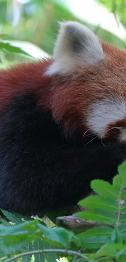 Red panda resting in lush green forest background.