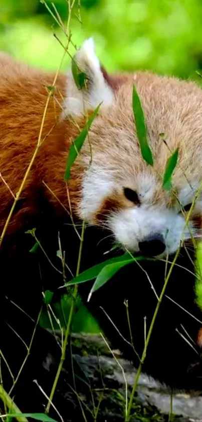 Red panda in green habitat mobile wallpaper.