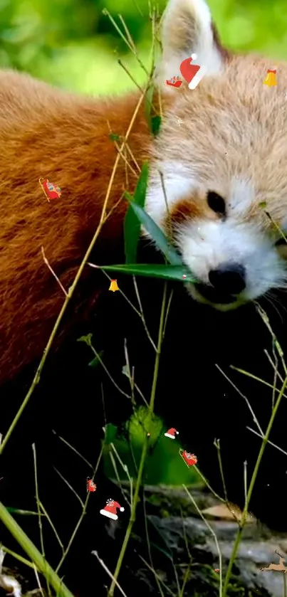 Red panda amidst green plants in a forest setting.