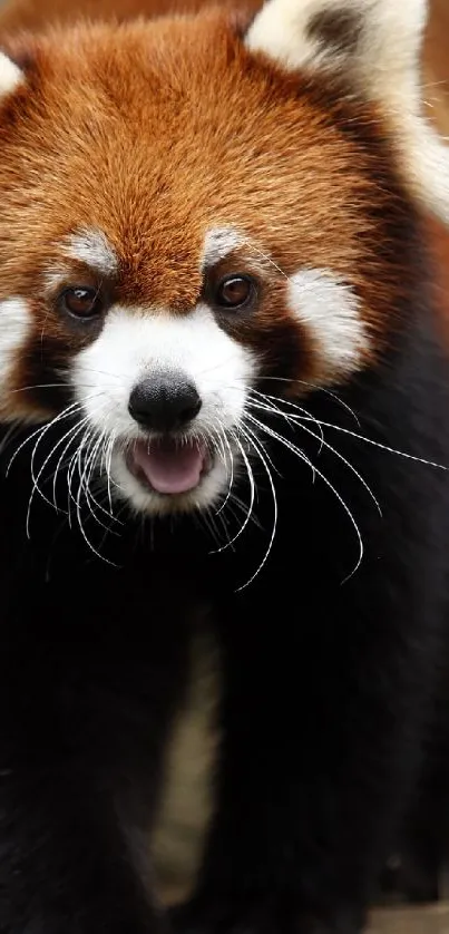 Red panda with reddish-brown fur wallpaper.