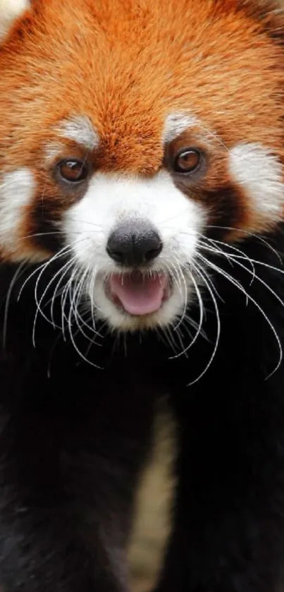 Close-up of a red panda with vibrant orange and black fur, looking at the camera.