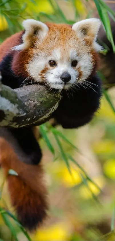 Charming red panda resting on a tree branch in a lush green forest setting.