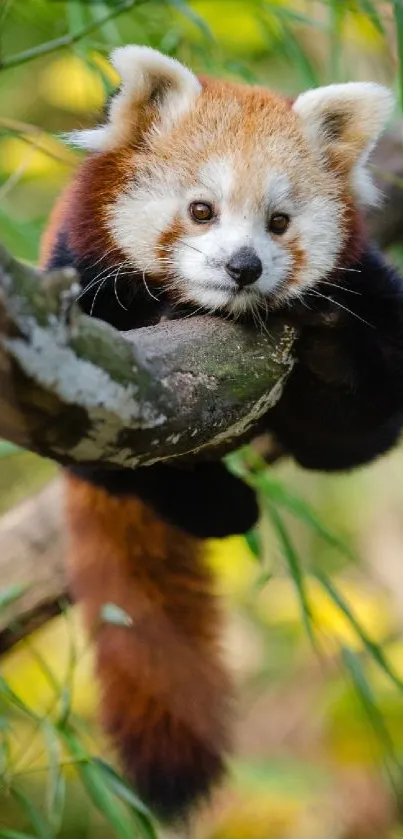 Red panda resting on a branch in a green leafy setting.