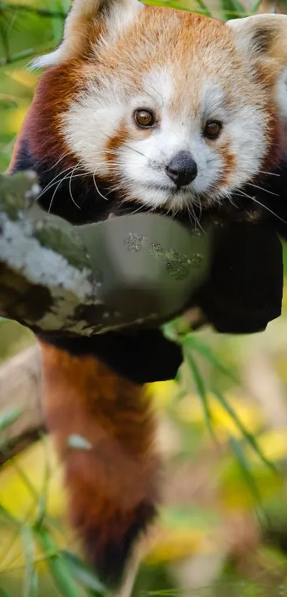 Red panda resting on a tree branch.