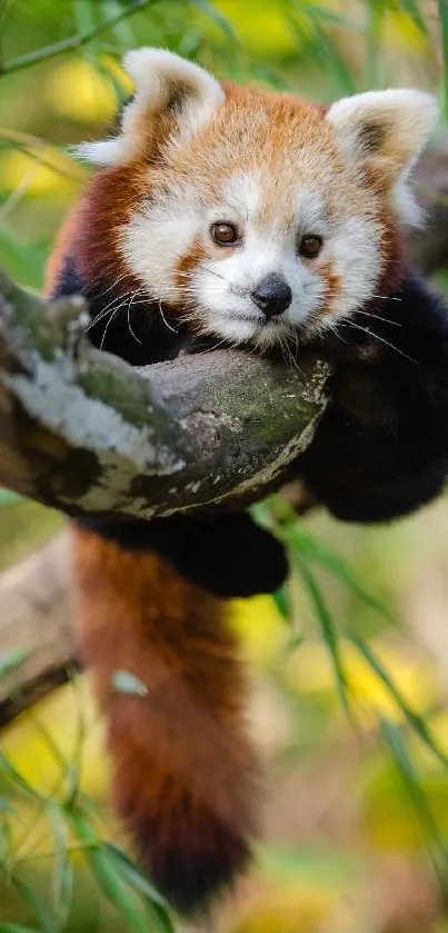 Red panda resting on tree branch in lush forest.