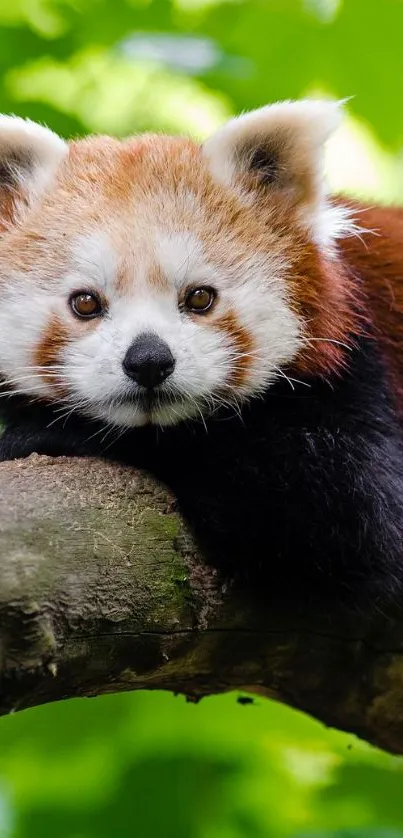 A red panda resting on a tree branch surrounded by green leaves.