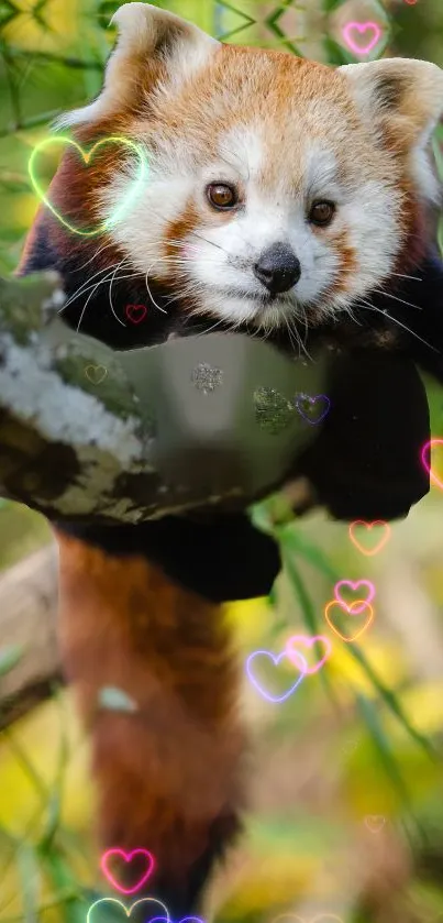 Red Panda Plant Carnivore Live Wallpaper