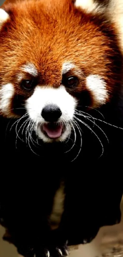 Red Panda Plant Carnivore Live Wallpaper