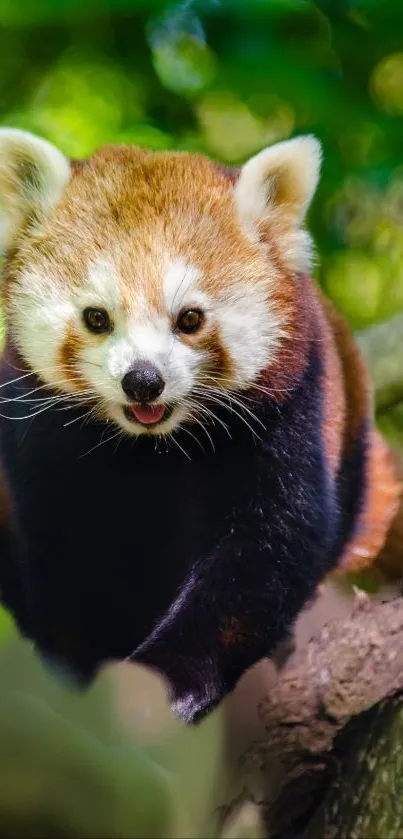 Red Panda Plant Eye Live Wallpaper