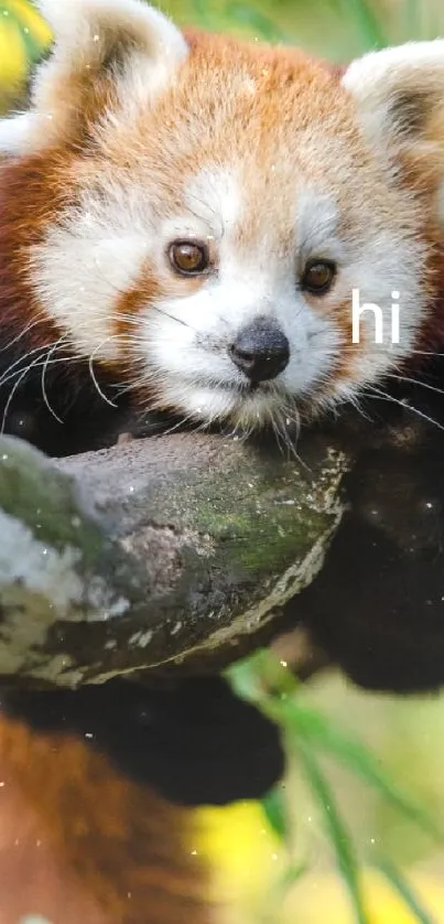 Red Panda Plant Nature Live Wallpaper