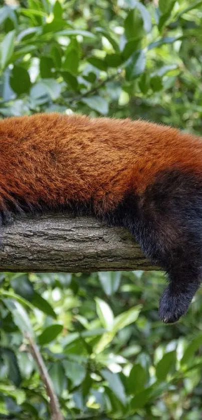 Red panda resting on a tree branch in a lush green forest.