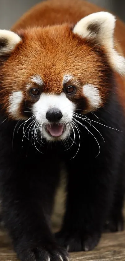 Vibrant red panda on wooden platform in nature.