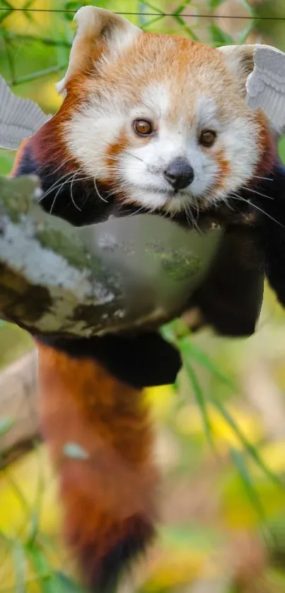 Red panda with wings hanging on a branch.