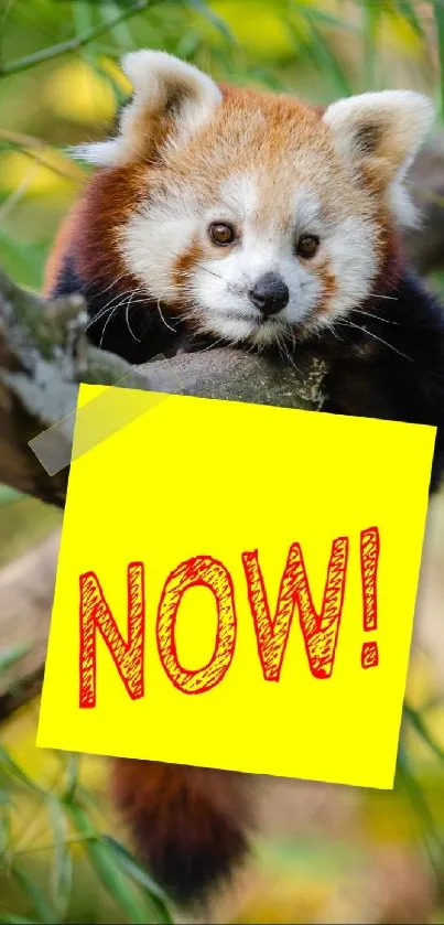 Red panda holding a yellow 'Now!' sign on a green leafy background.