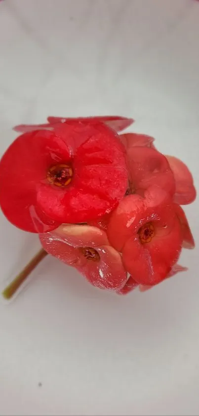 Close-up of vibrant red flowers with dewdrops on soft white background.