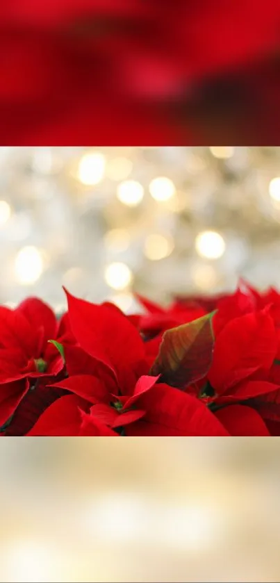 Vibrant red poinsettias with a blurred light background, creating a festive atmosphere.