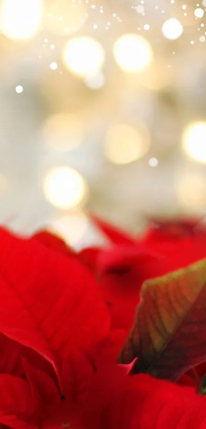 Festive red poinsettia with glowing holiday lights.