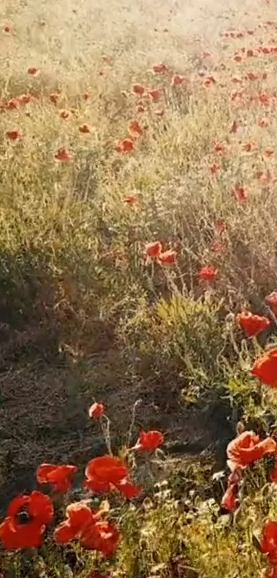 Field of red poppies in the sunlight, creating a serene natural wallpaper.