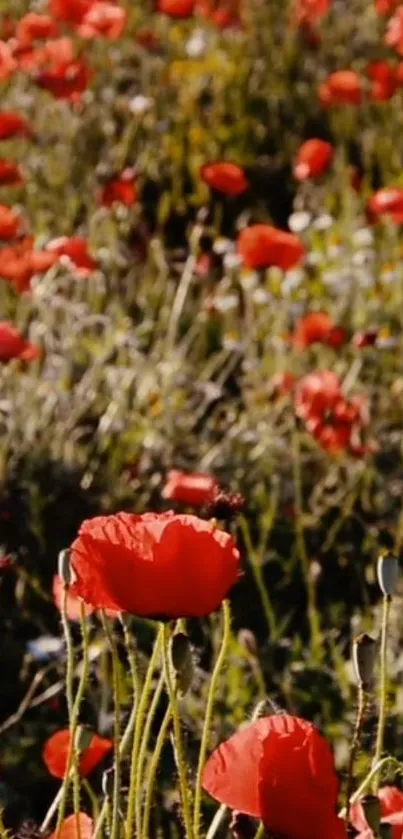 Vibrant red poppies blooming in a serene field scene.