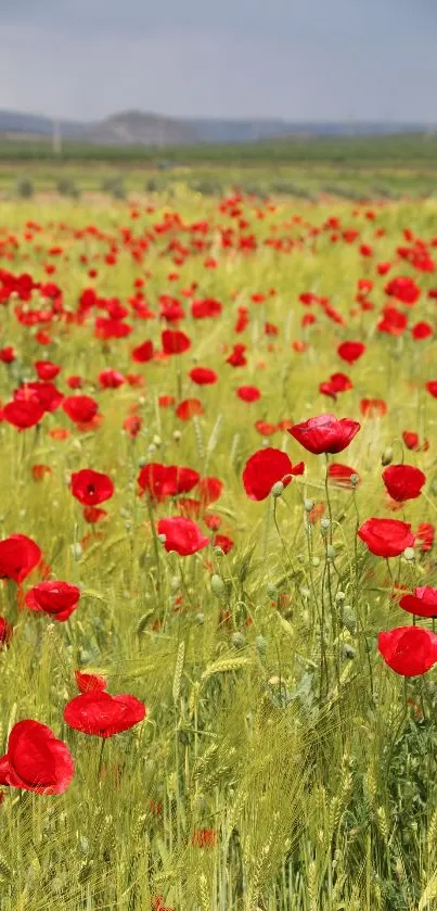 Vibrant red poppy field under a clear sky landscape.