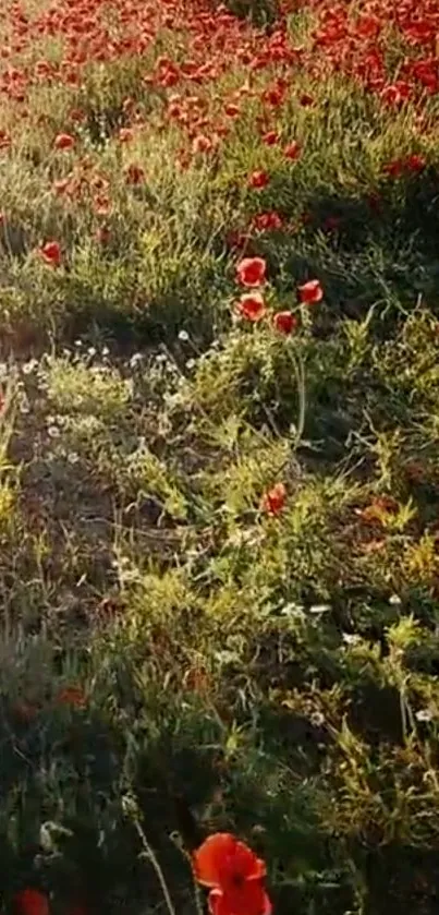 Vibrant red poppy field in sunlight.