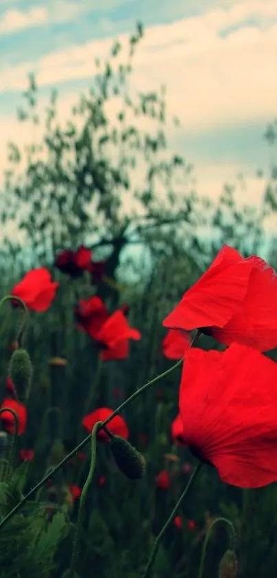 Vibrant poppy field with red flowers and green foliage under a blue sky.