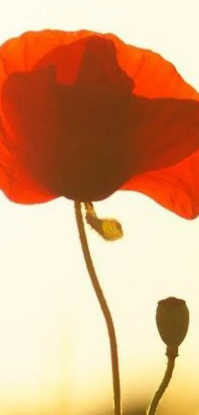 A vibrant red poppy flower against a bright background.