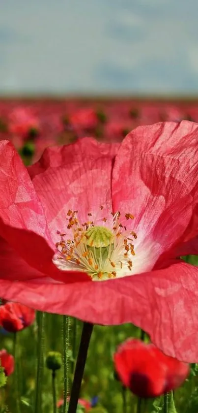 Close-up of a red poppy flower in a vibrant field under a clear sky.