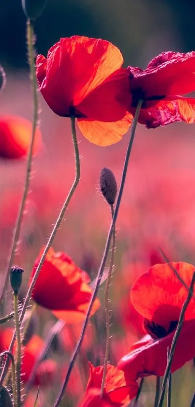 Red poppy flowers in a blooming field with vibrant colors.