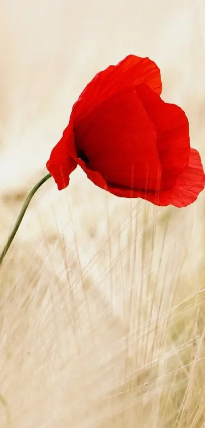 Single red poppy in a soft golden field background.