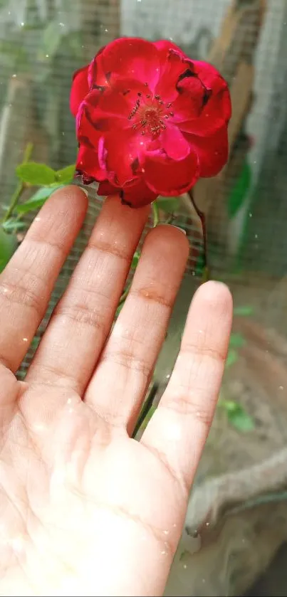 Hand holds a vibrant red rose with green leaves.