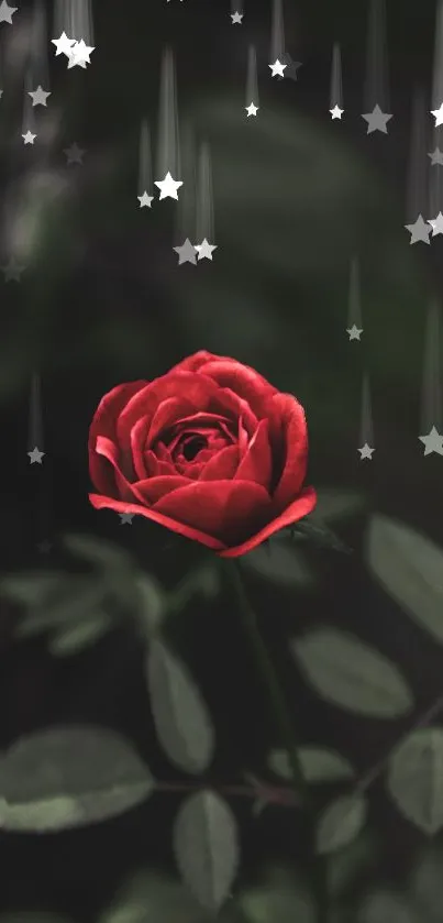 A beautiful red rose with silver stars background, perfect for mobile wallpaper.