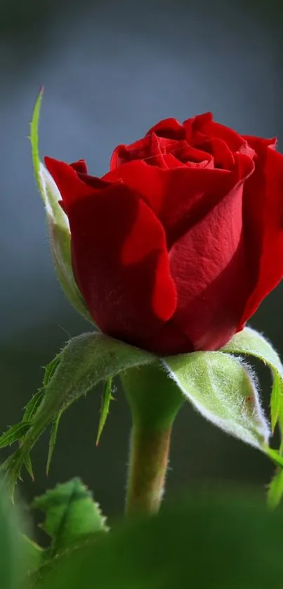 Close-up of a red rosebud with green leaves.