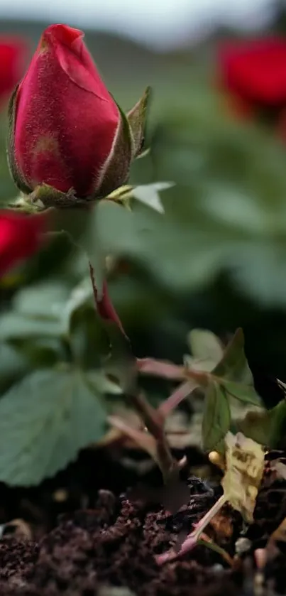 Close-up of a red rose bud with lush green leaves.