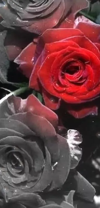 Vivid red rose in contrast with grayscale background.