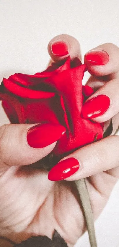 Hand holding a vibrant red rose against a neutral background.