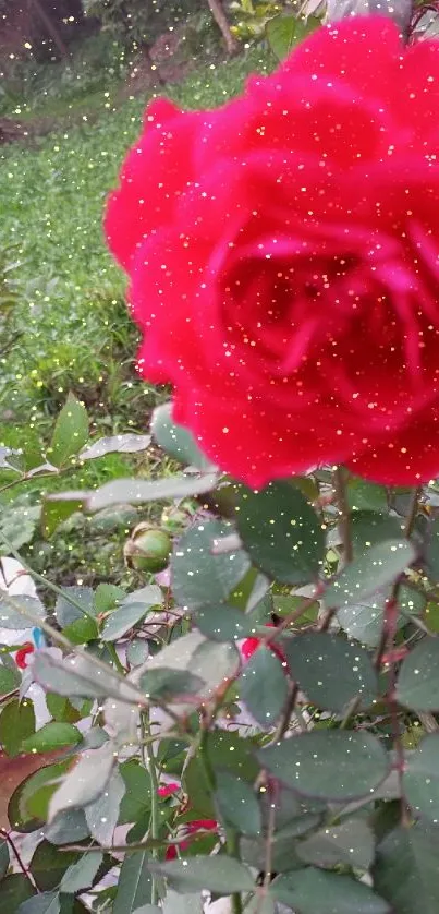 Vibrant red rose in serene garden setting.