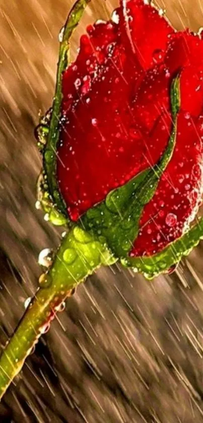 Vibrant red rose with water droplets in rainy background.