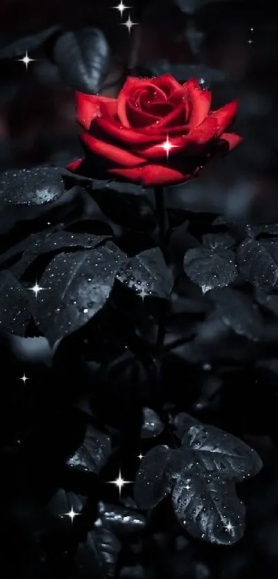 Vibrant red rose amidst dark foliage, perfect for a mobile wallpaper.