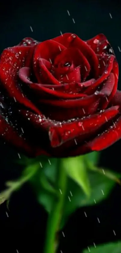 A vibrant red rose with raindrops on petals against a dark background.