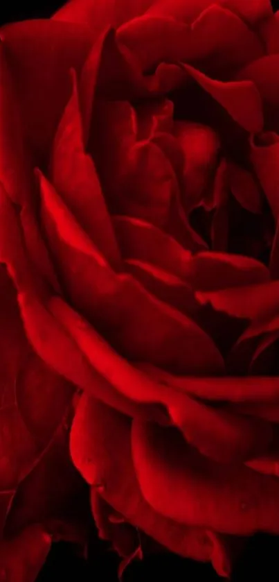 Vibrant red rose against a black background