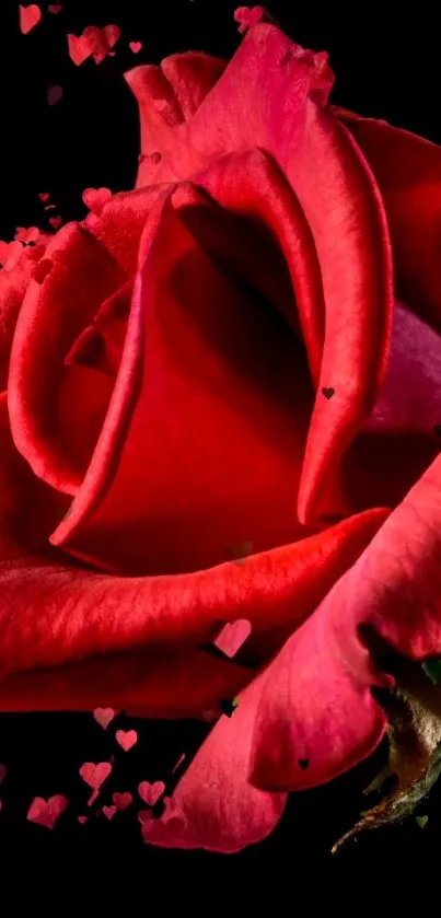 Close-up of a vibrant red rose on black background with heart accents.