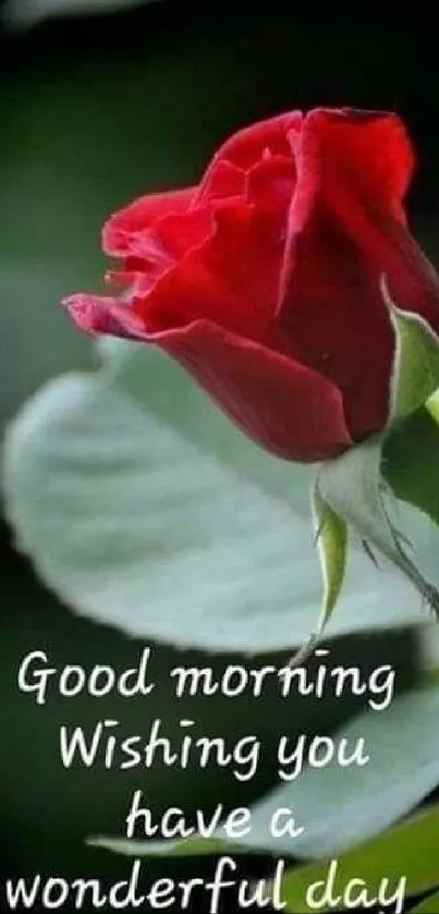 Red rose with good morning message and green leaves.