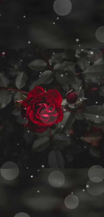 Red rose with dark background and glowing lights mobile wallpaper.