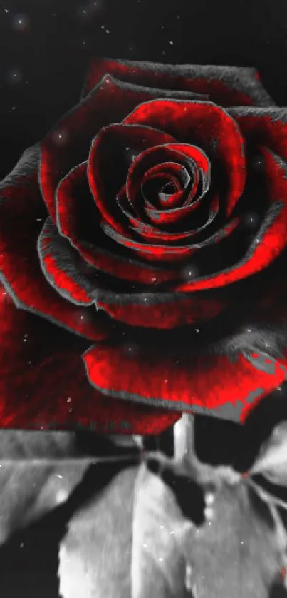 Stunning red rose on black background, perfect for phone wallpaper.