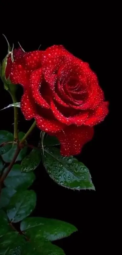 Red rose with water droplets on black background mobile wallpaper.