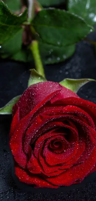 Close-up of red rose with dew on black background.