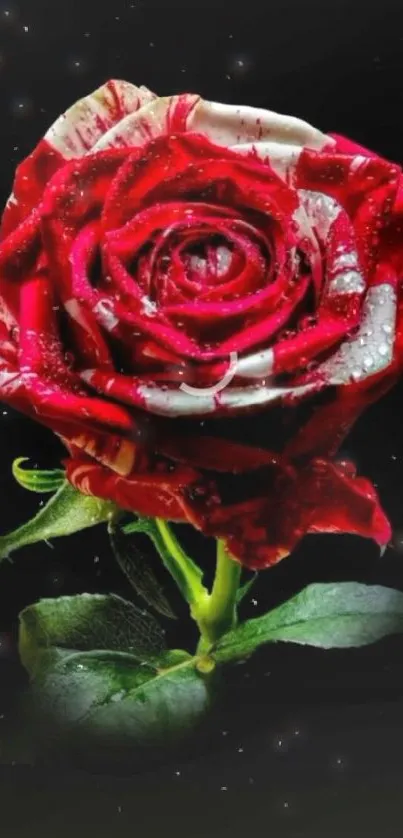 Red rose on black background with water droplets, mobile wallpaper.