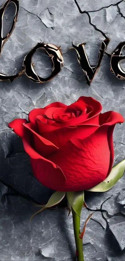 Red rose on cracked grey surface with 'Love' text above.
